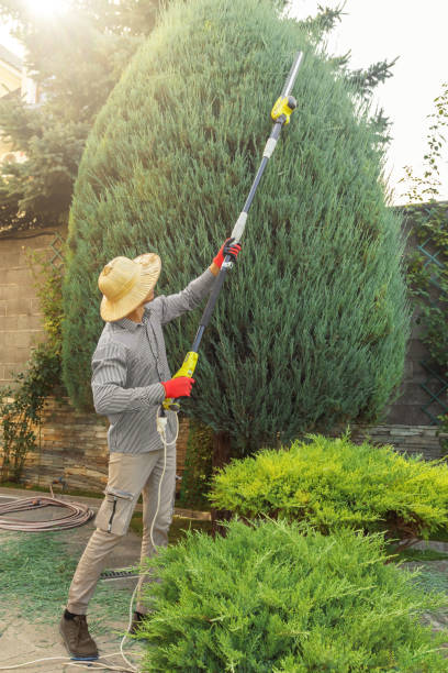 The Steps Involved in Our Tree Care Process in Pamplico, SC